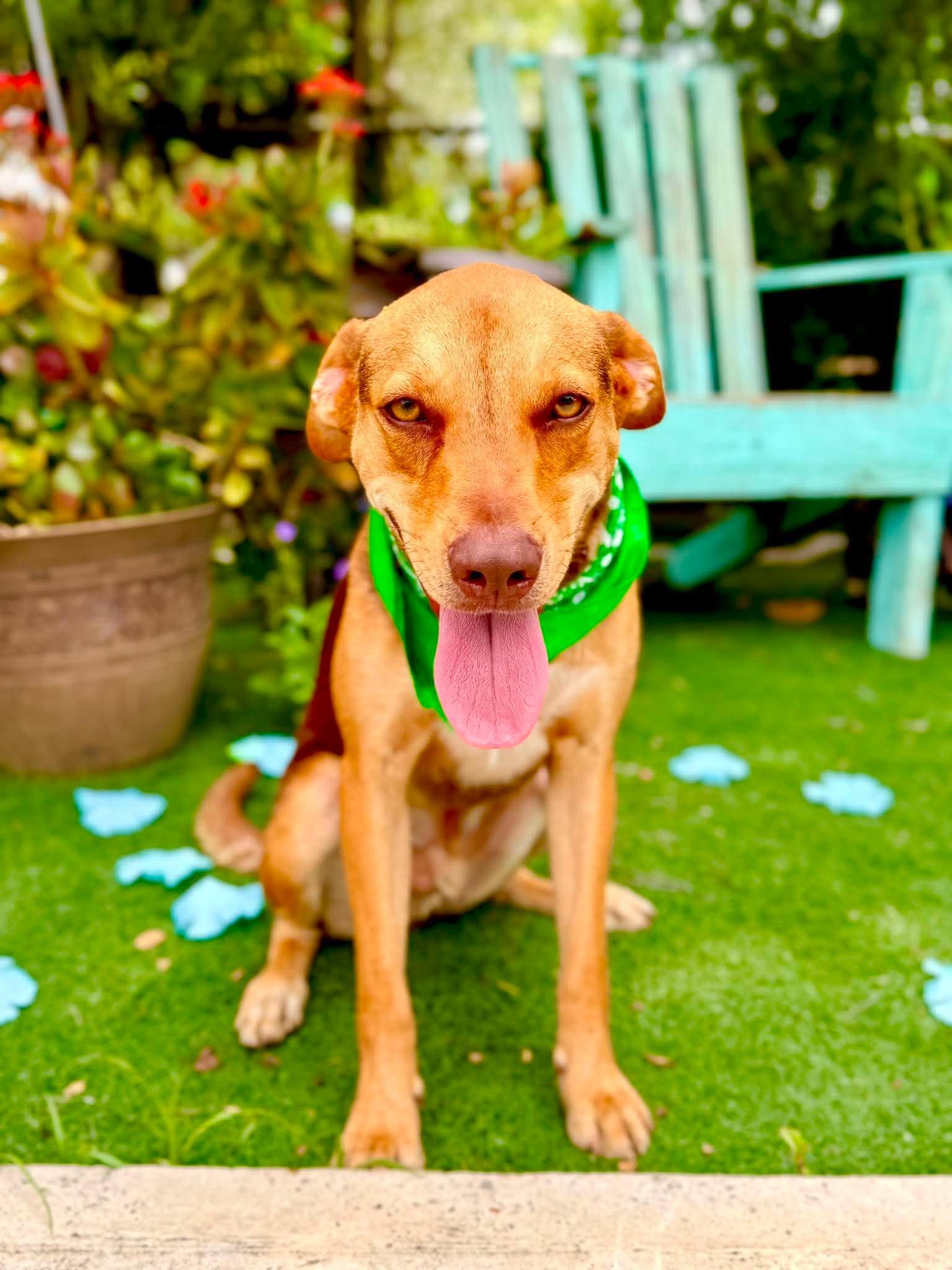 Enlarge Georgey, a Adoptable mixed breed in Cincinnati, OH image 2/6