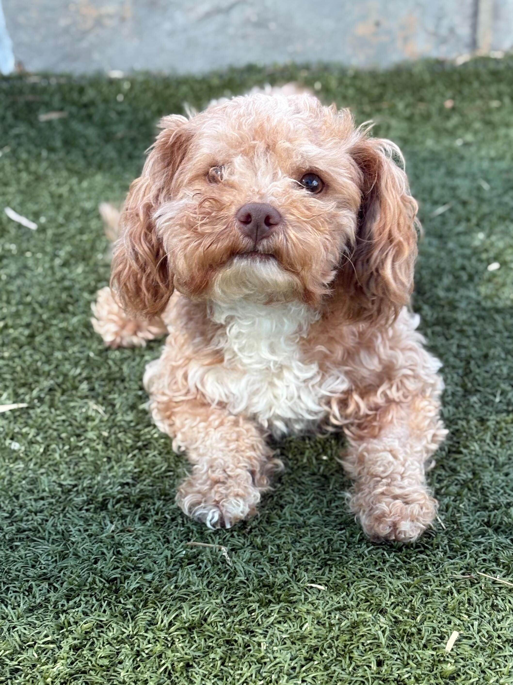 Cheeto Puff, Adoptable, Adult Male Terrier.