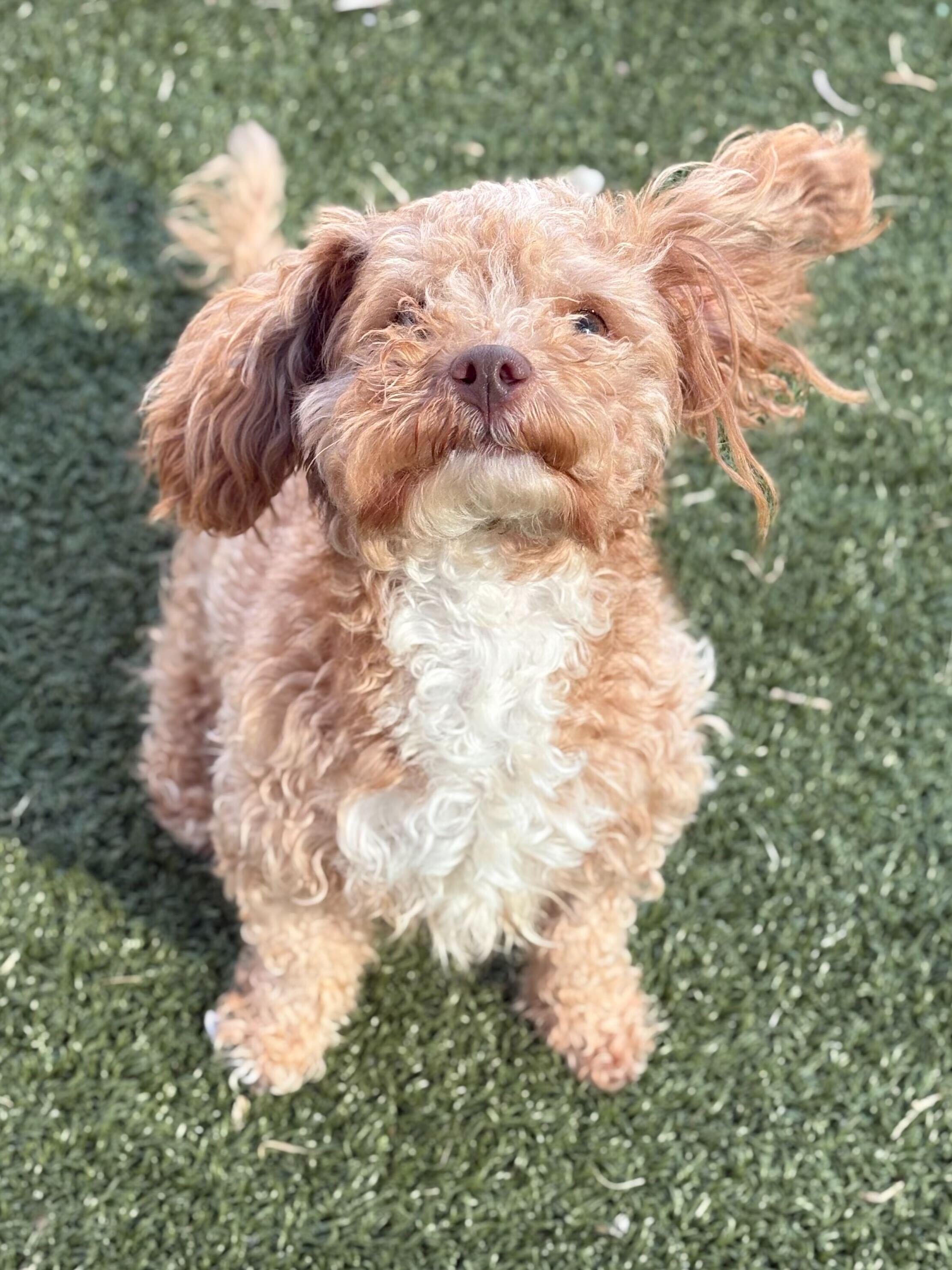 Enlarge Cheeto Puff, an adopted mixed breed in Portland, ME image 3/3