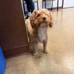 Enlarge Cheeto Puff, an adopted mixed breed in Portland, ME image 2/3