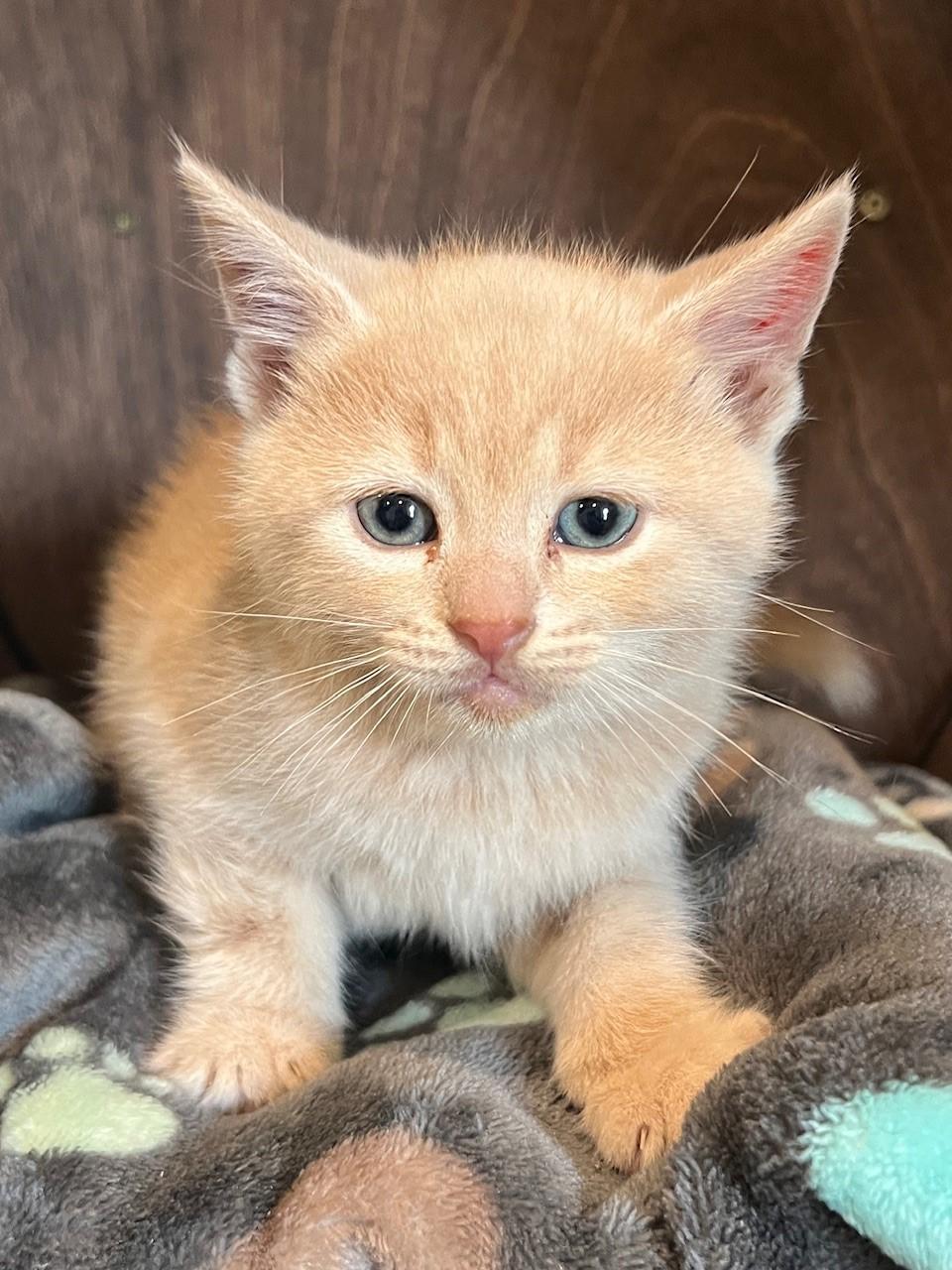 Logan, adopted, Kitten Male Domestic Short Hair.