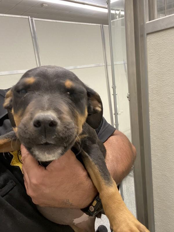 Enlarge Banana, a Adoptable mixed breed in Victorville, CA image 1/2