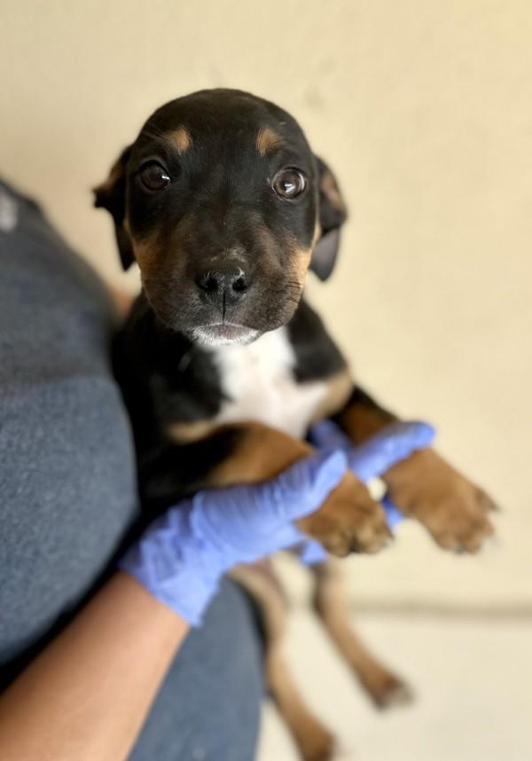 Enlarge Banana, a Adoptable mixed breed in Victorville, CA image 2/2