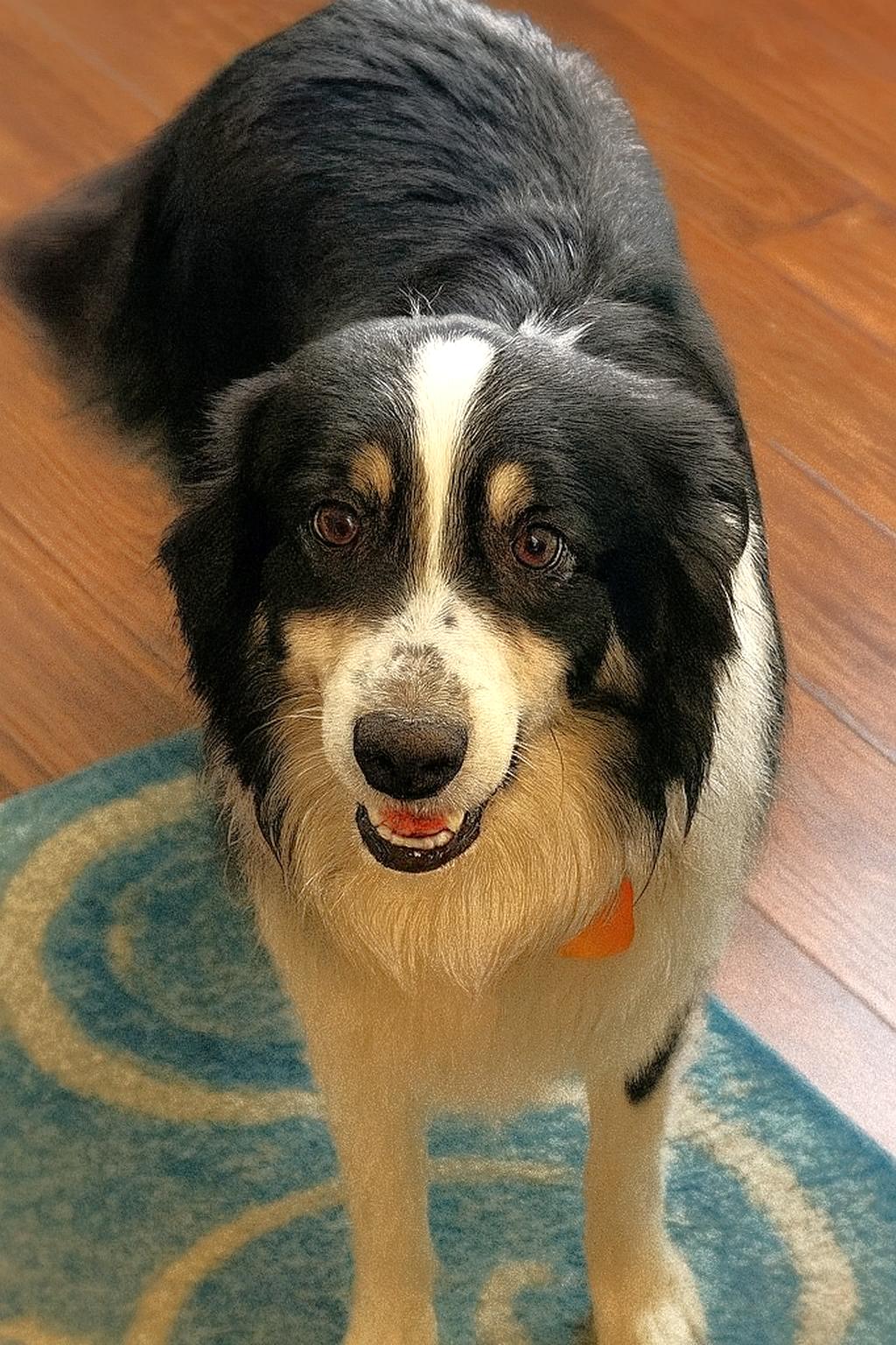 Tippy - adopted!, adopted, Young Male Border Collie & Australian Shepherd.