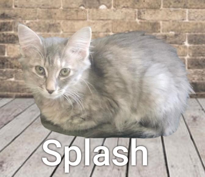 Splash photo