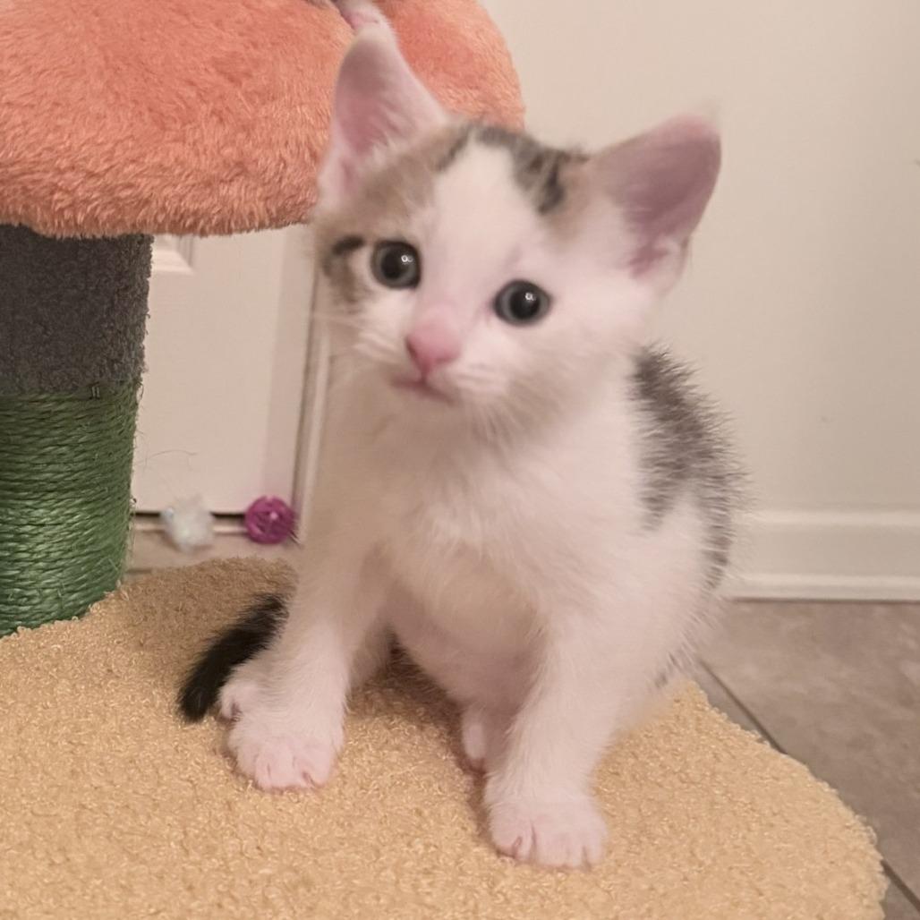 Enlarge Woody, a Adoptable Domestic Short Hair in Winchester, VA image 1/6