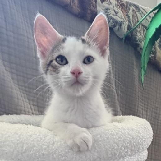 Enlarge Woody, a Adoptable Domestic Short Hair in Winchester, VA image 2/6