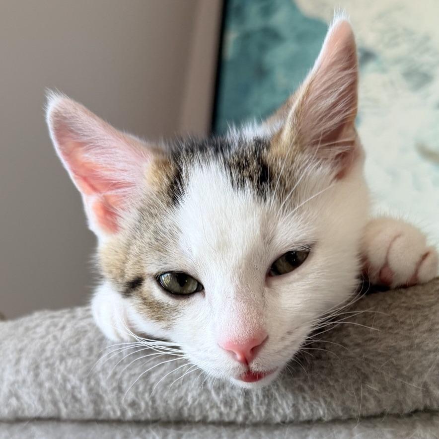 Enlarge Woody, a Adoptable Domestic Short Hair in Winchester, VA image 3/6
