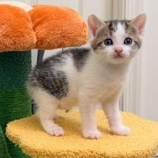 Enlarge Woody, a Adoptable Domestic Short Hair in Winchester, VA image 4/6