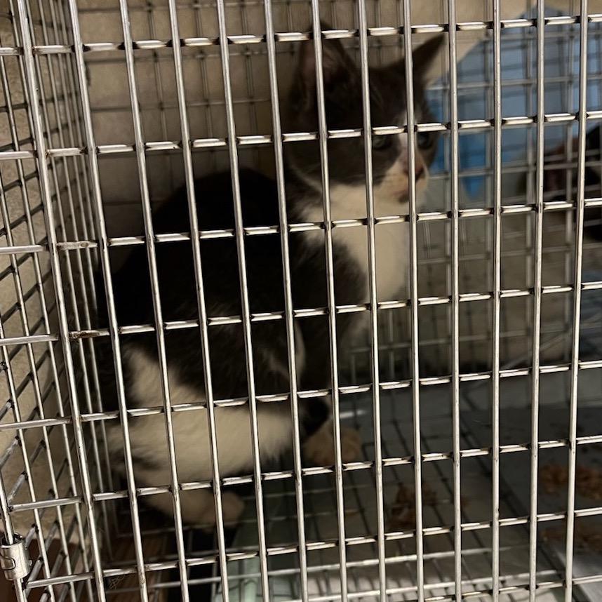 Candy Cane (Frosty) — thumbnail 5