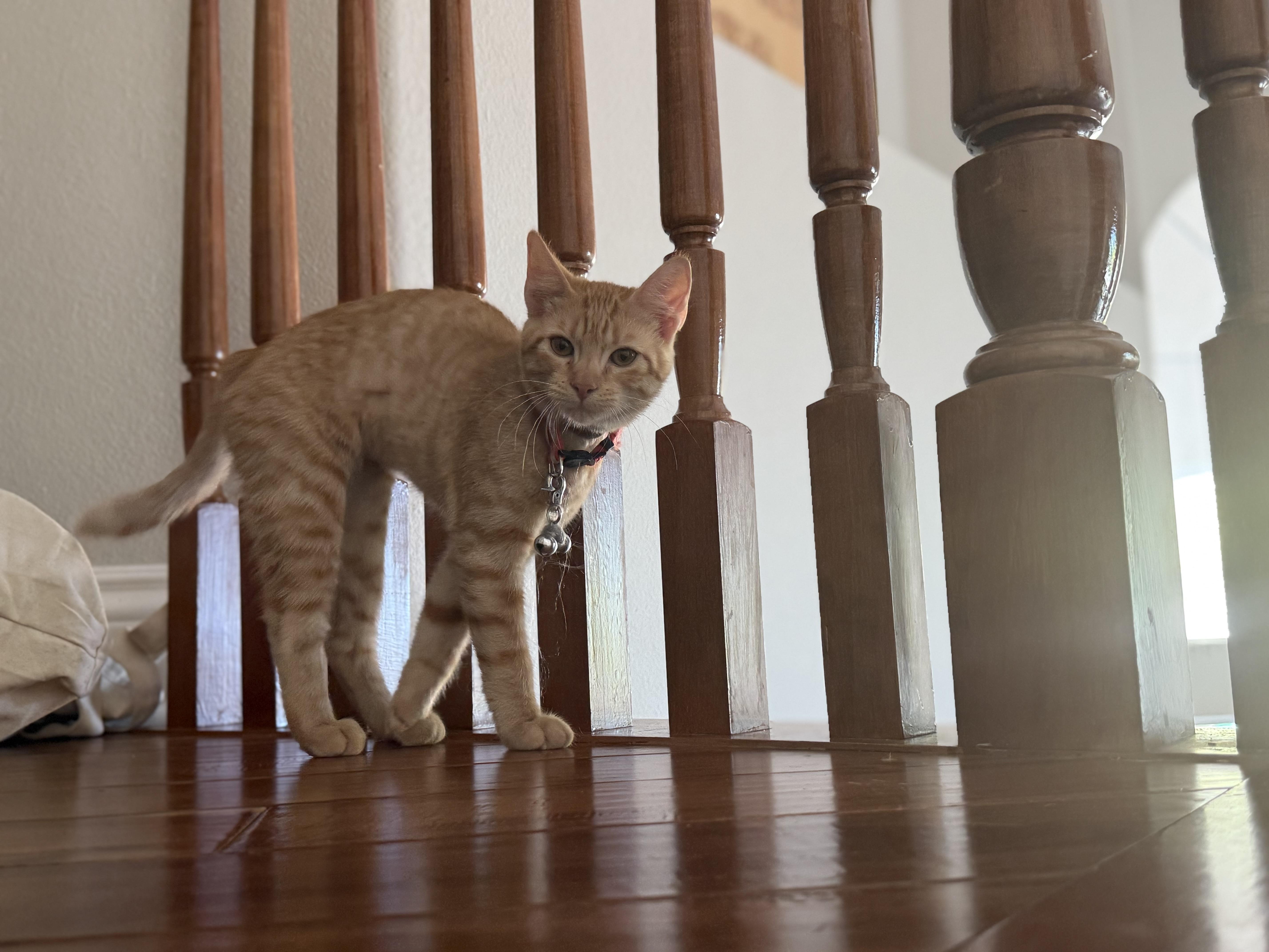 Isla - A chill kitten, Young Female Domestic Short Hair