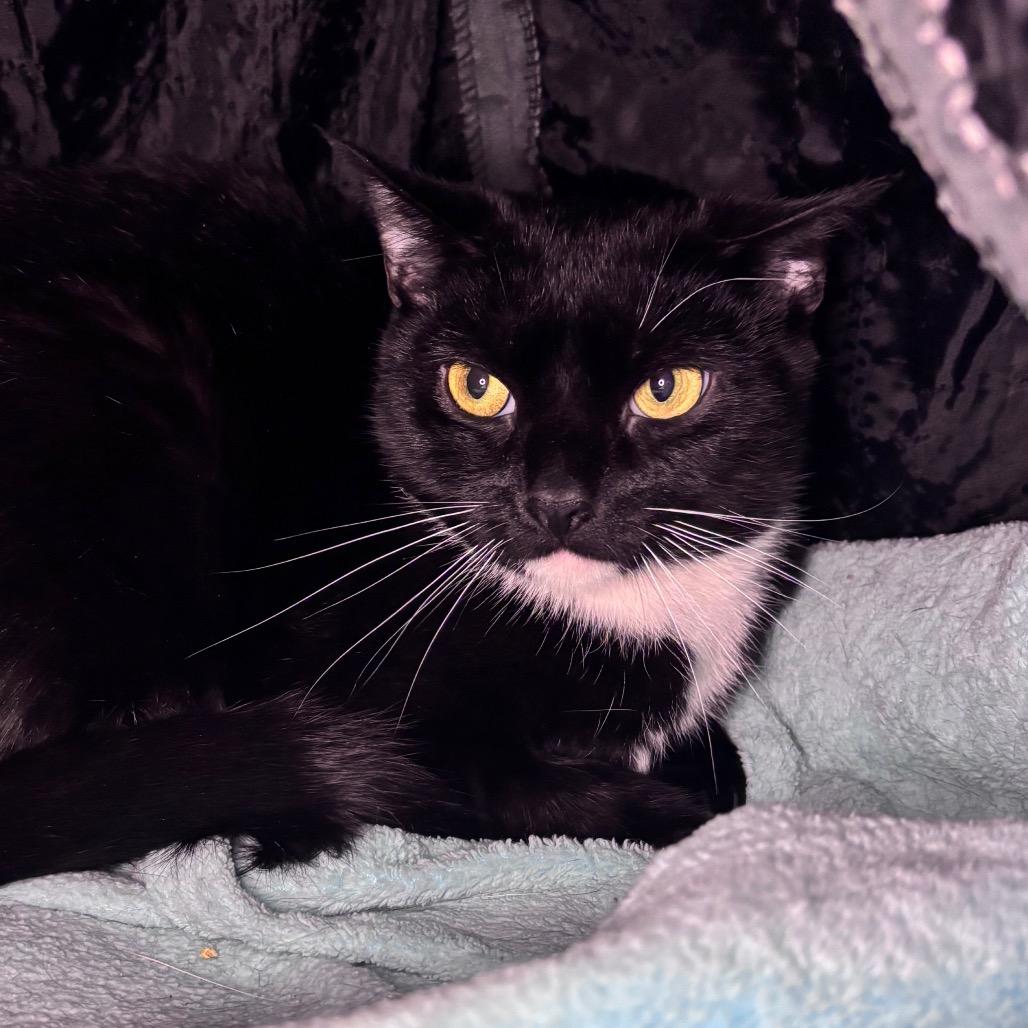 Katrina, Adoptable, Young Female Domestic Short Hair.