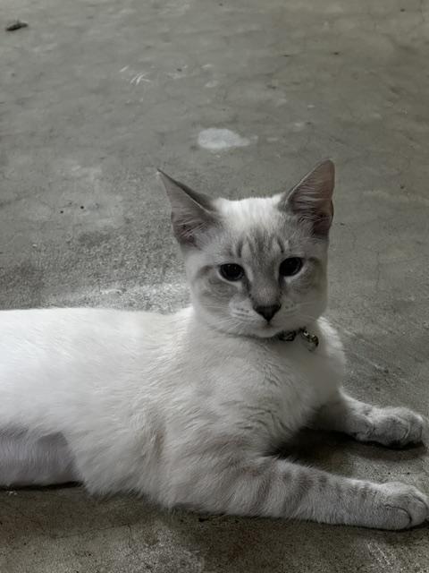 Enlarge Asia, a Adoptable mixed breed in Tahlequah, OK image 4/4
