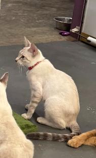 Asia, Adoptable, Young Female Siamese.