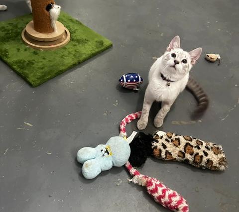 Asia, Adoptable, Young Female Siamese.