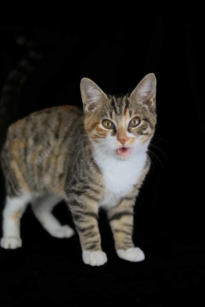 Sophie, a Adoptable Domestic Short Hair in Lewisburg, TN image 1/2
