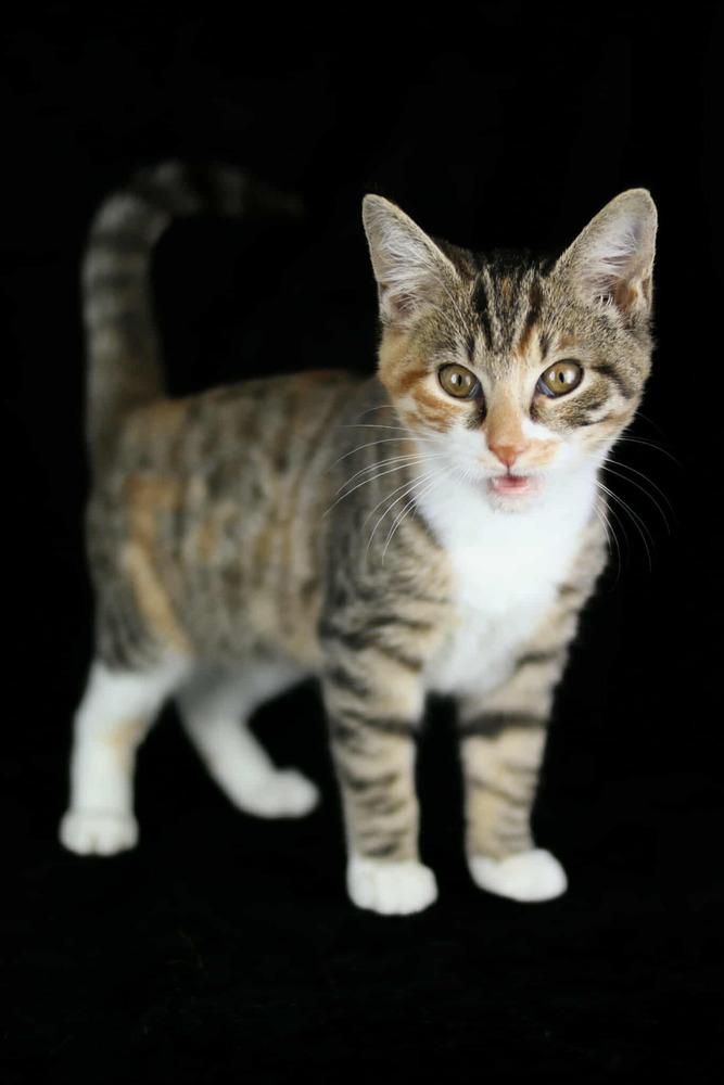Sophie, a Adoptable Domestic Short Hair in Lewisburg, TN image 2/2