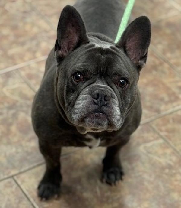 Cedric, Adoptable, Adult Male French Bulldog.
