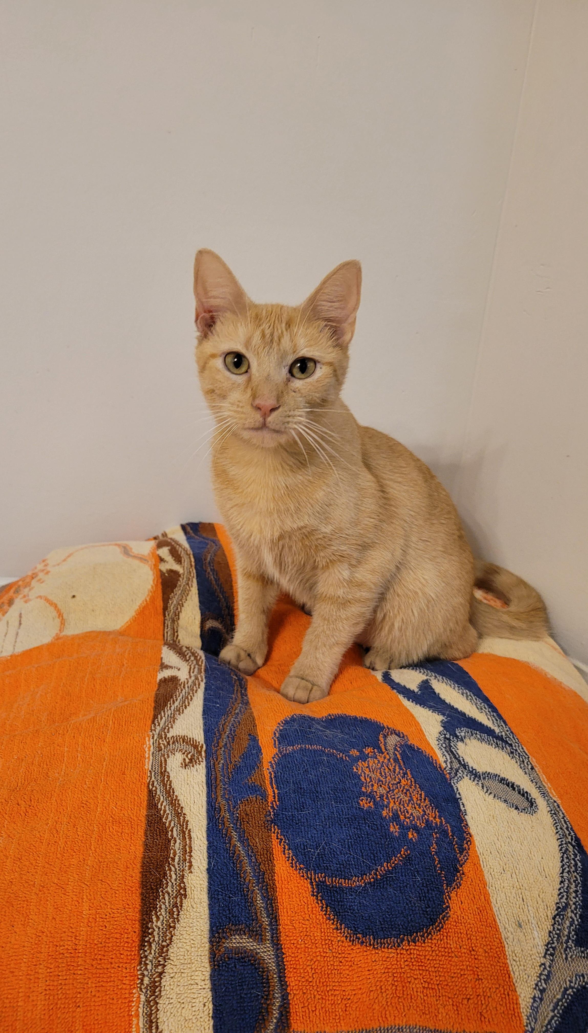 Rigley, Adoptable, Adult Female Domestic Short Hair.