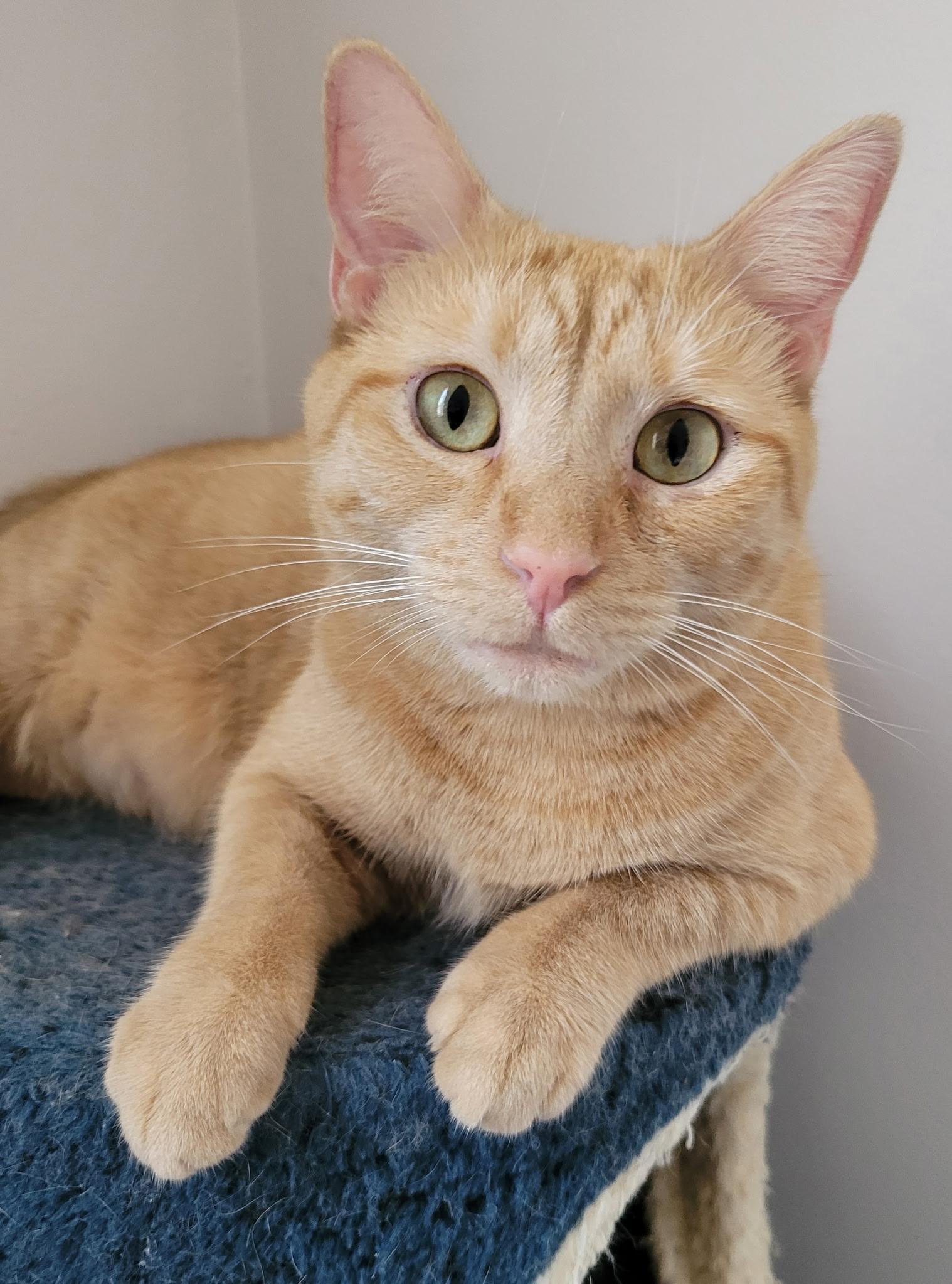 Rigley, adoptable, Young Female Domestic Short Hair.