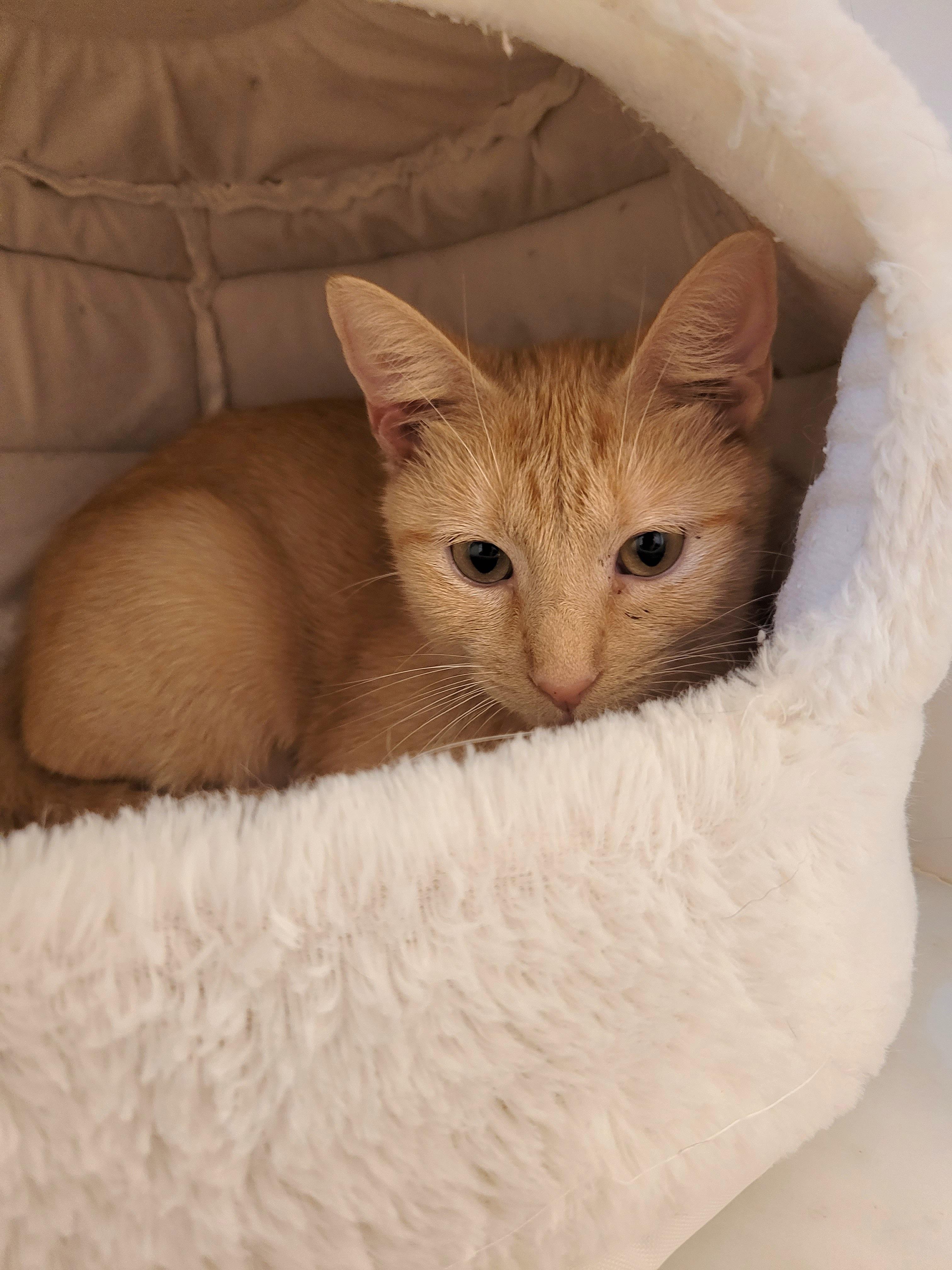 Rigley, a Adoptable mixed breed in Murfreesboro, TN image 4/4