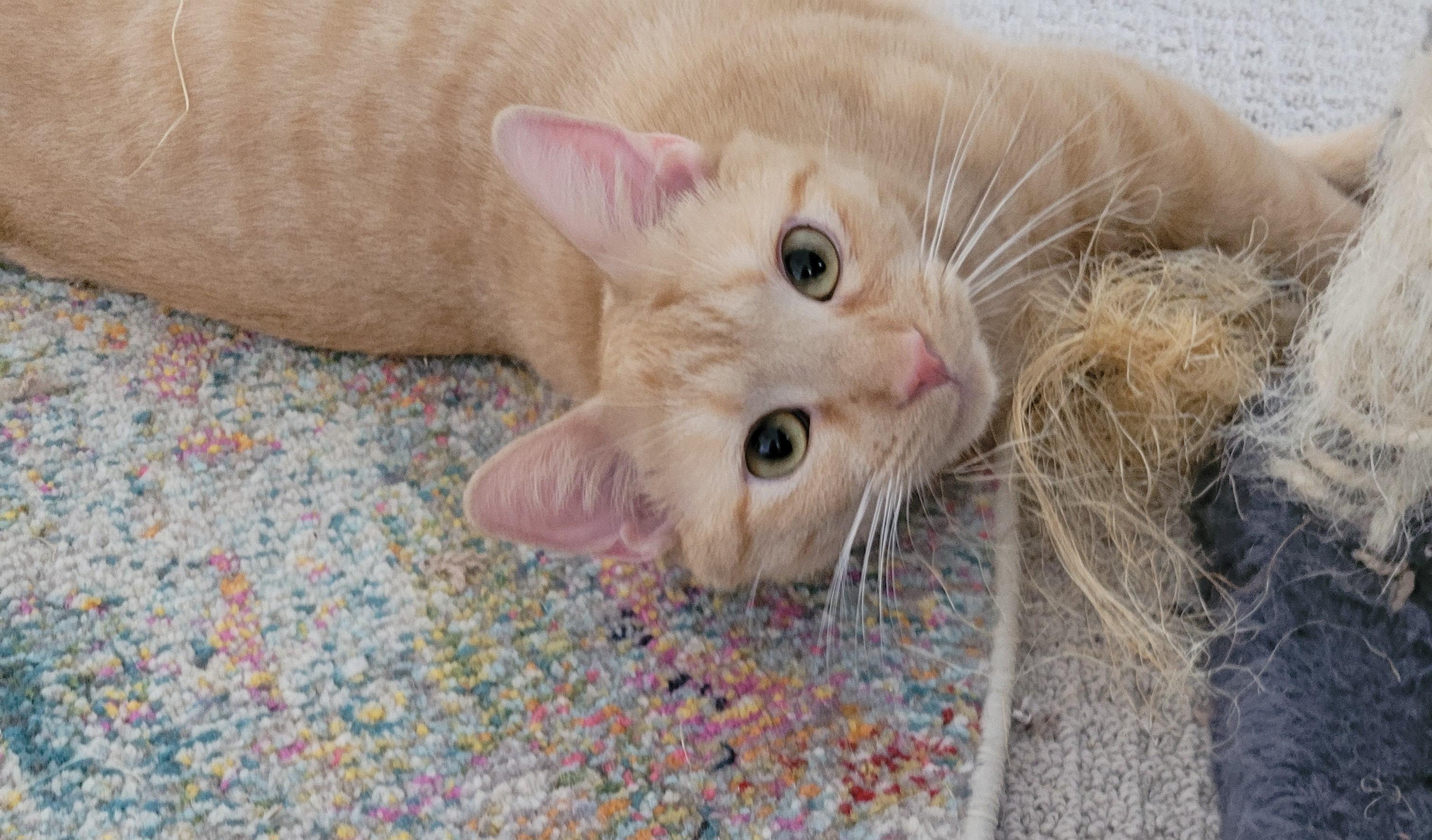 Enlarge Rigley, an adoptable mixed breed in Murfreesboro, TN image 1/2