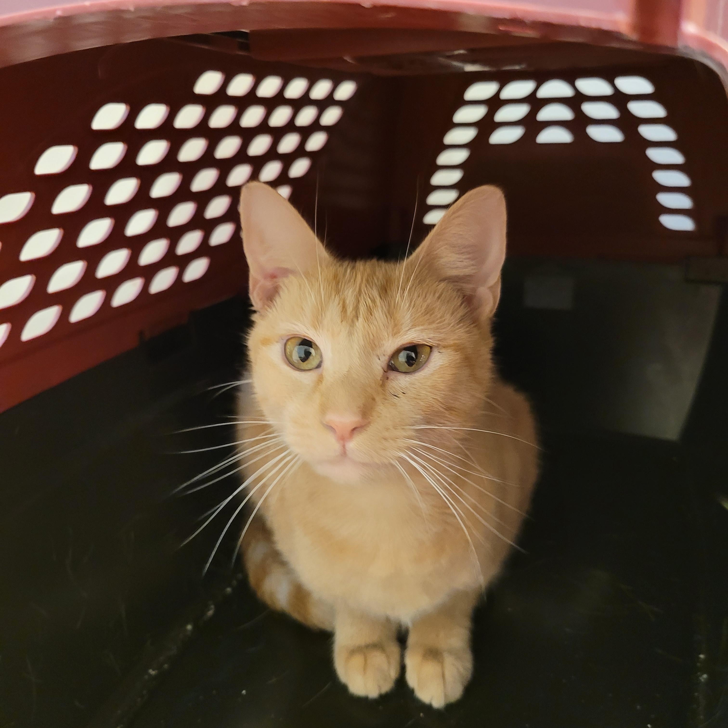 Rigley, a Adoptable mixed breed in Murfreesboro, TN image 3/4