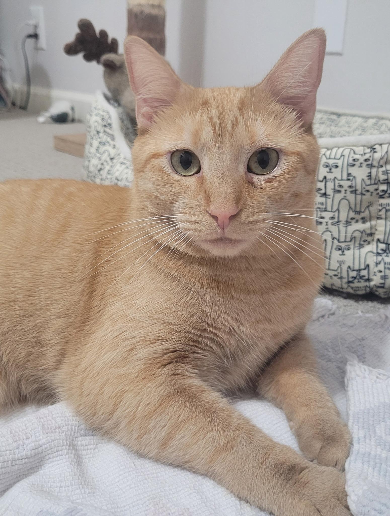 Enlarge Rigley, a Adoptable mixed breed in Murfreesboro, TN image 2/5