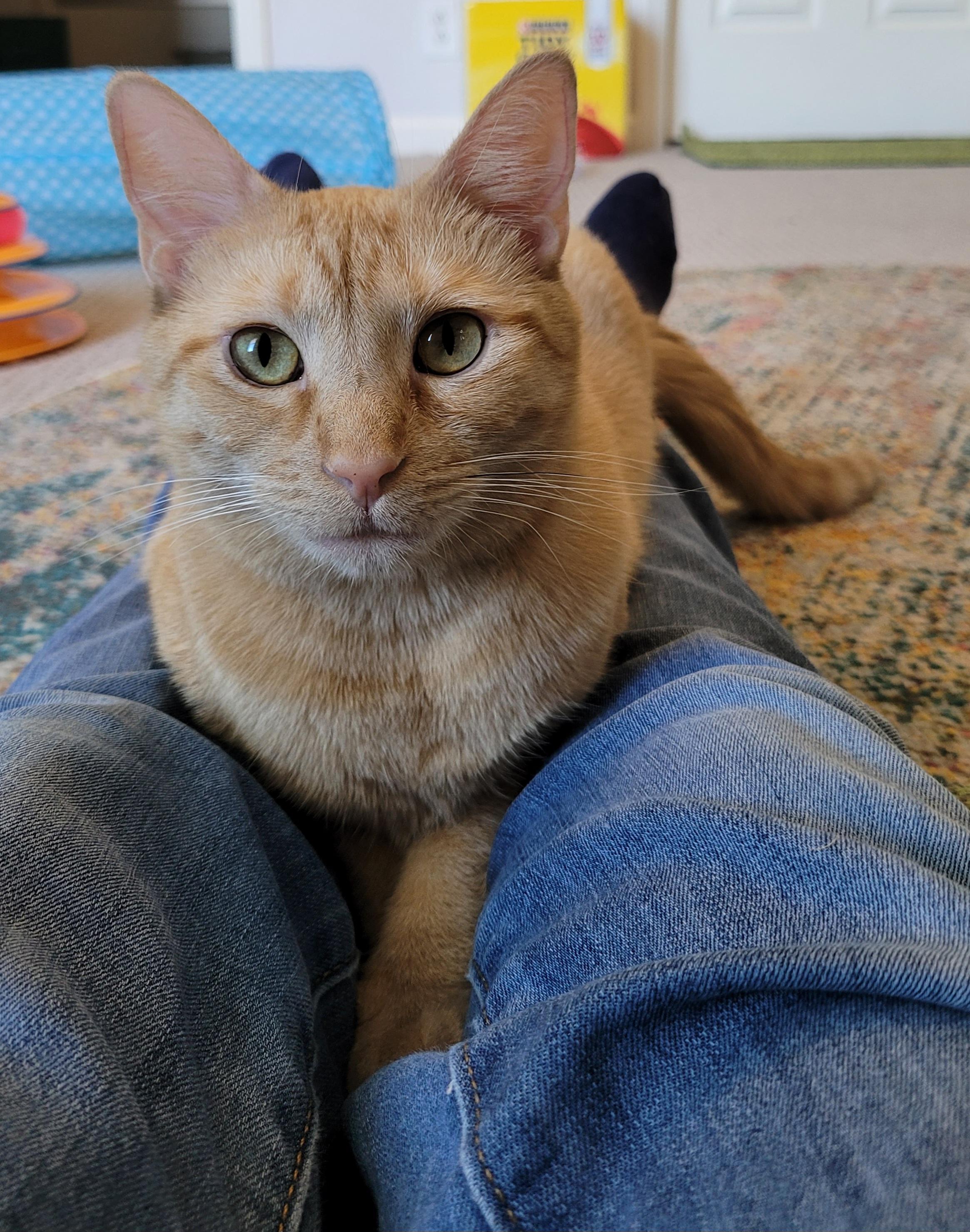 Enlarge Rigley, an adoptable mixed breed in Murfreesboro, TN image 2/2