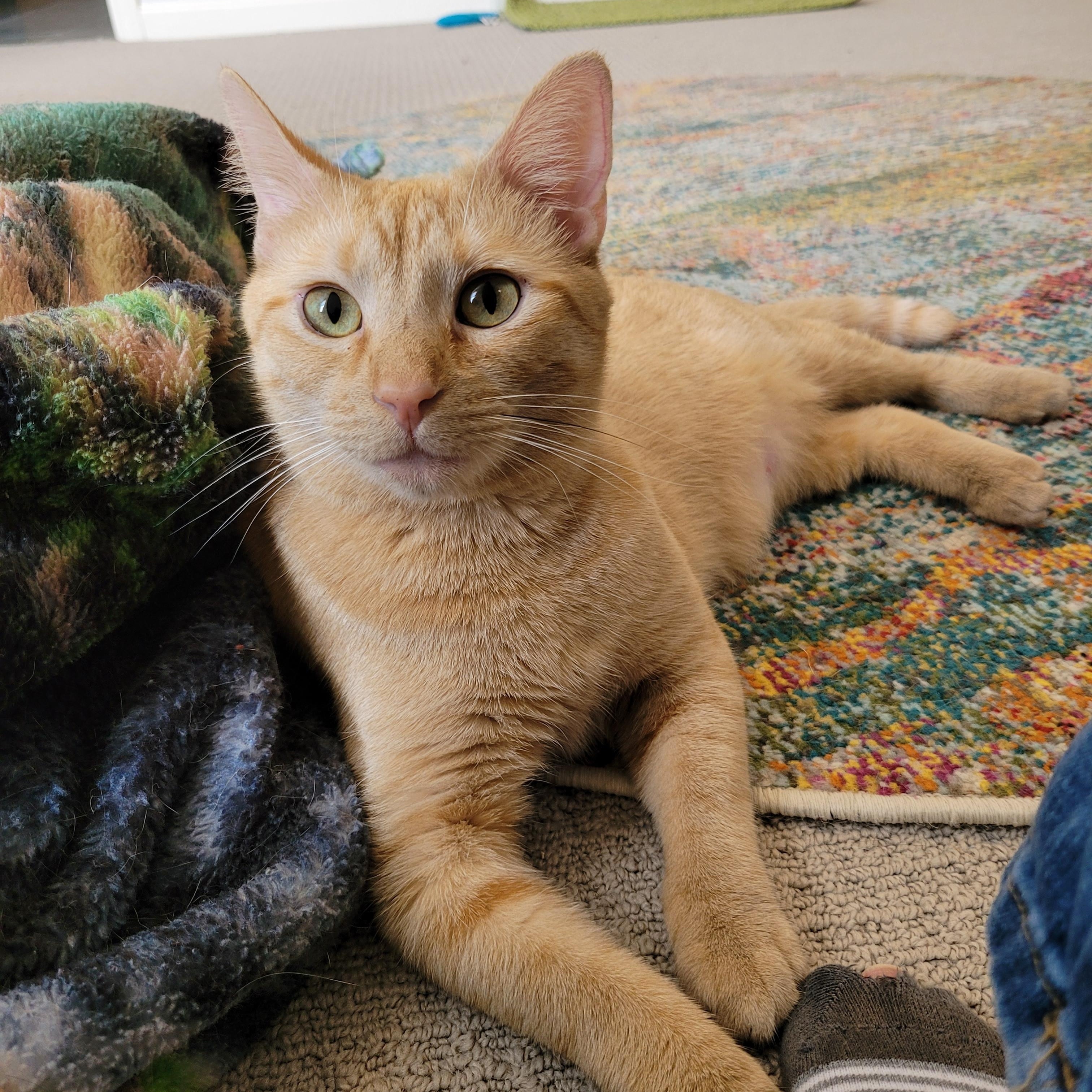 Rigley, adoptable, Young Female Domestic Short Hair.