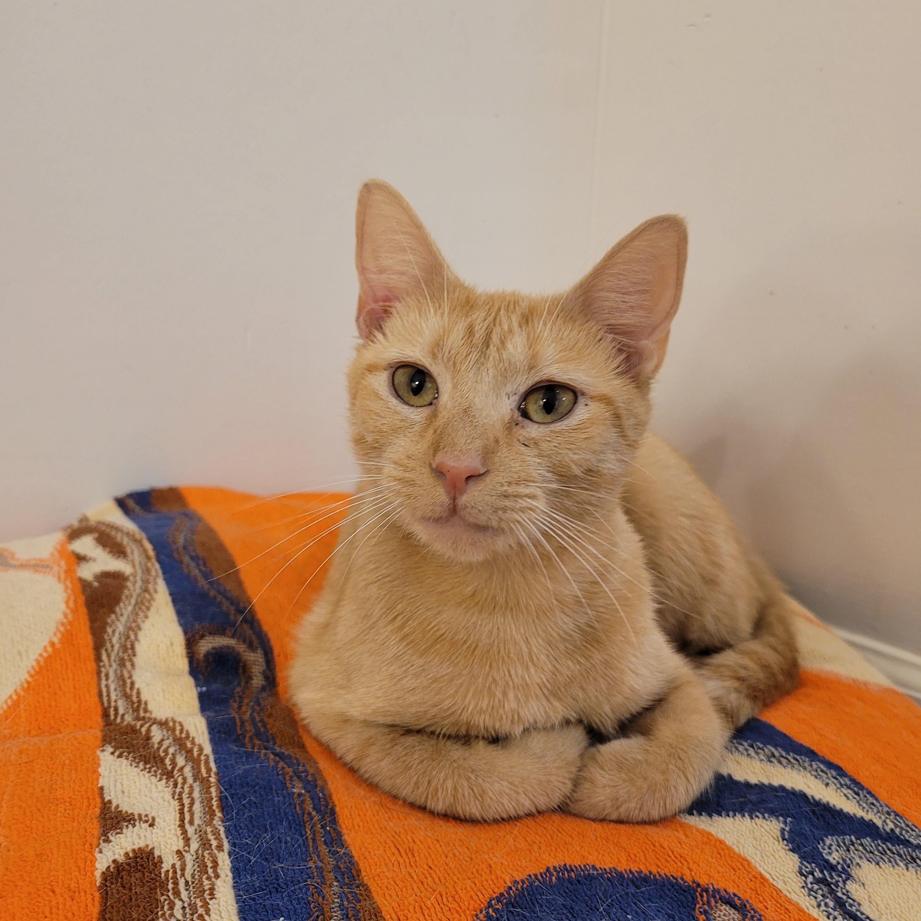 Rigley, a Adoptable mixed breed in Murfreesboro, TN image 2/4