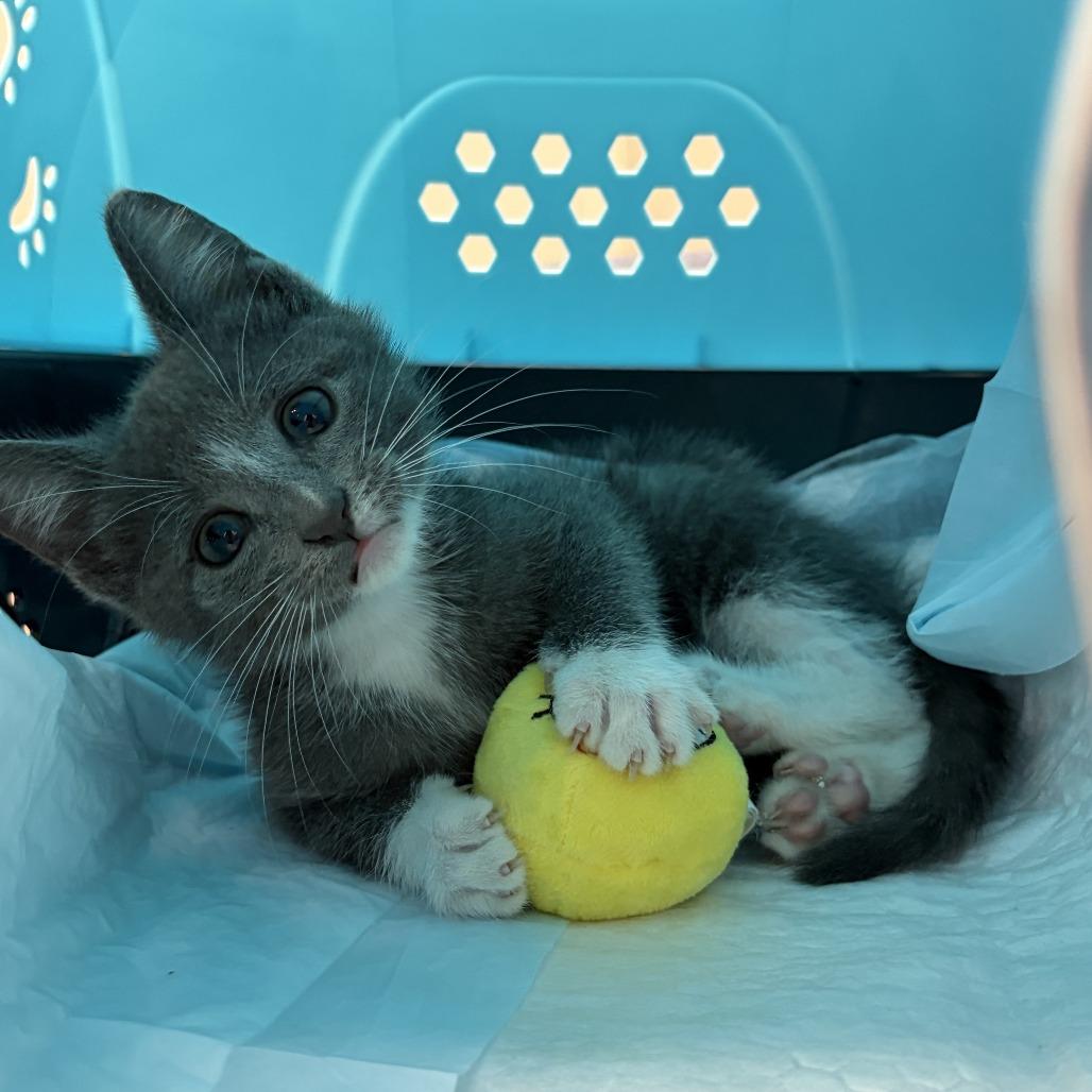 Tom, Adoptable, Kitten Male Domestic Short Hair.