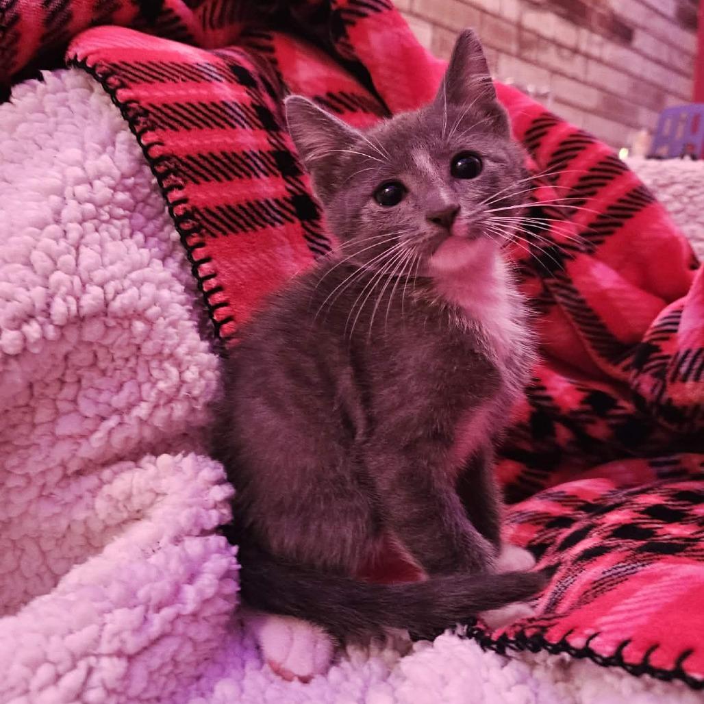 Enlarge Tom, a Adoptable Domestic Short Hair in Harlingen, TX image 2/4