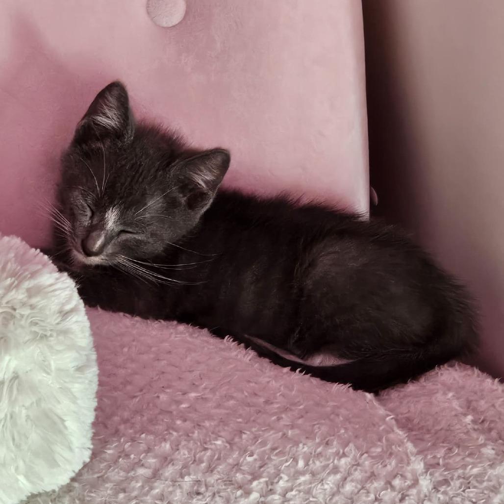 Enlarge Tom, a Adoptable Domestic Short Hair in Harlingen, TX image 3/4