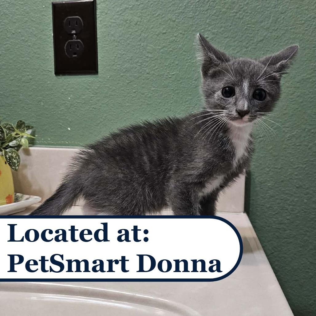 Enlarge Tom, a Adoptable Domestic Short Hair in Harlingen, TX image 4/4