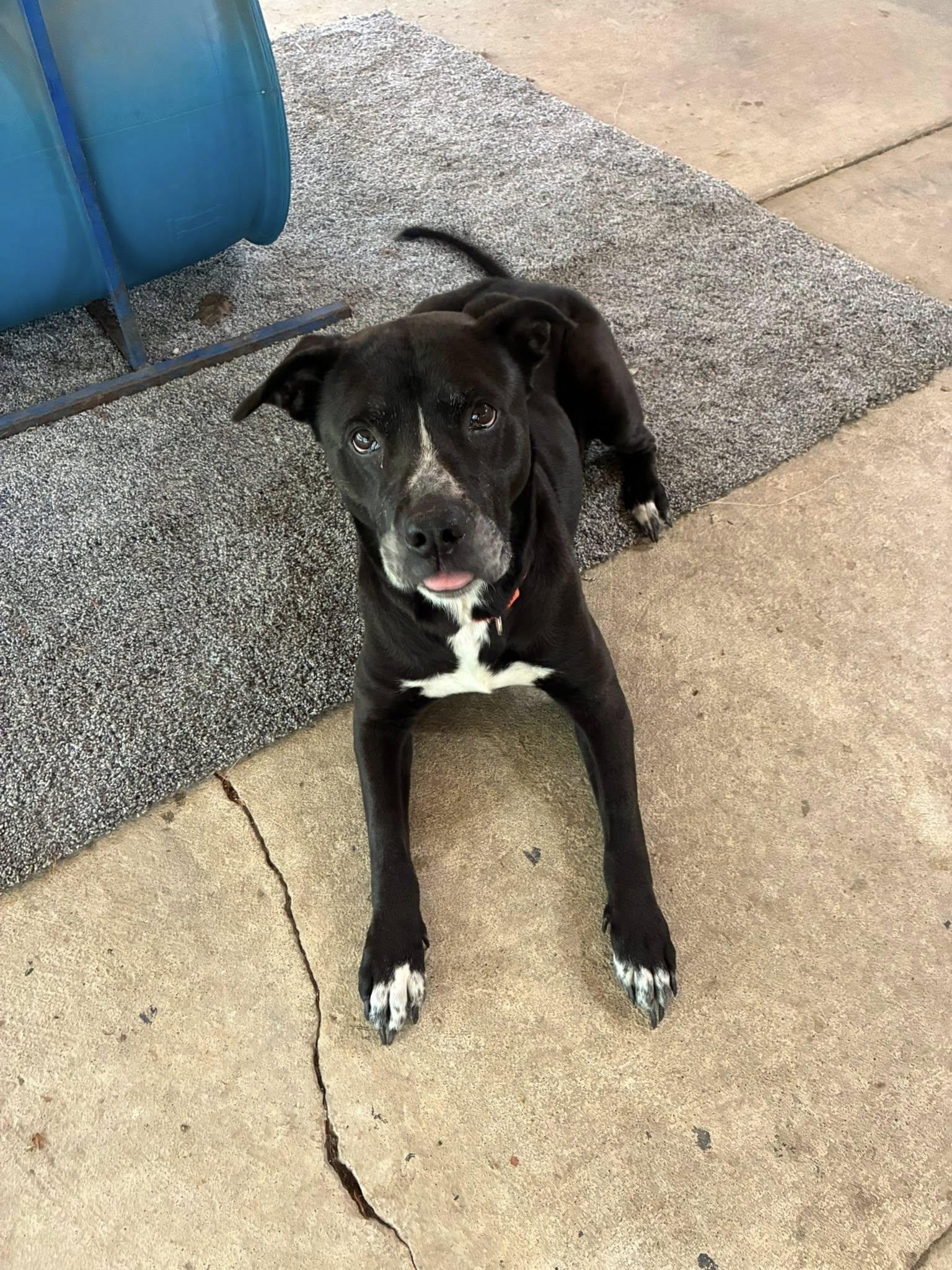 Ibiza, Adult Female Labrador Retriever