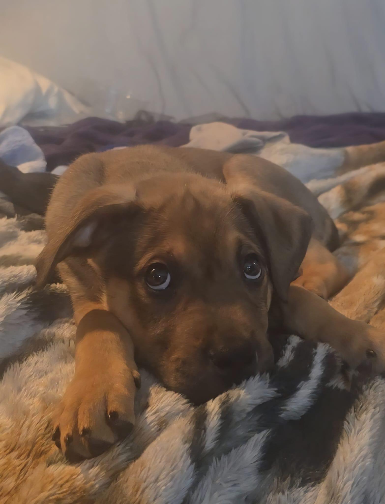 Patron, a Adoptable mixed breed in Oakville, ON image 2/2