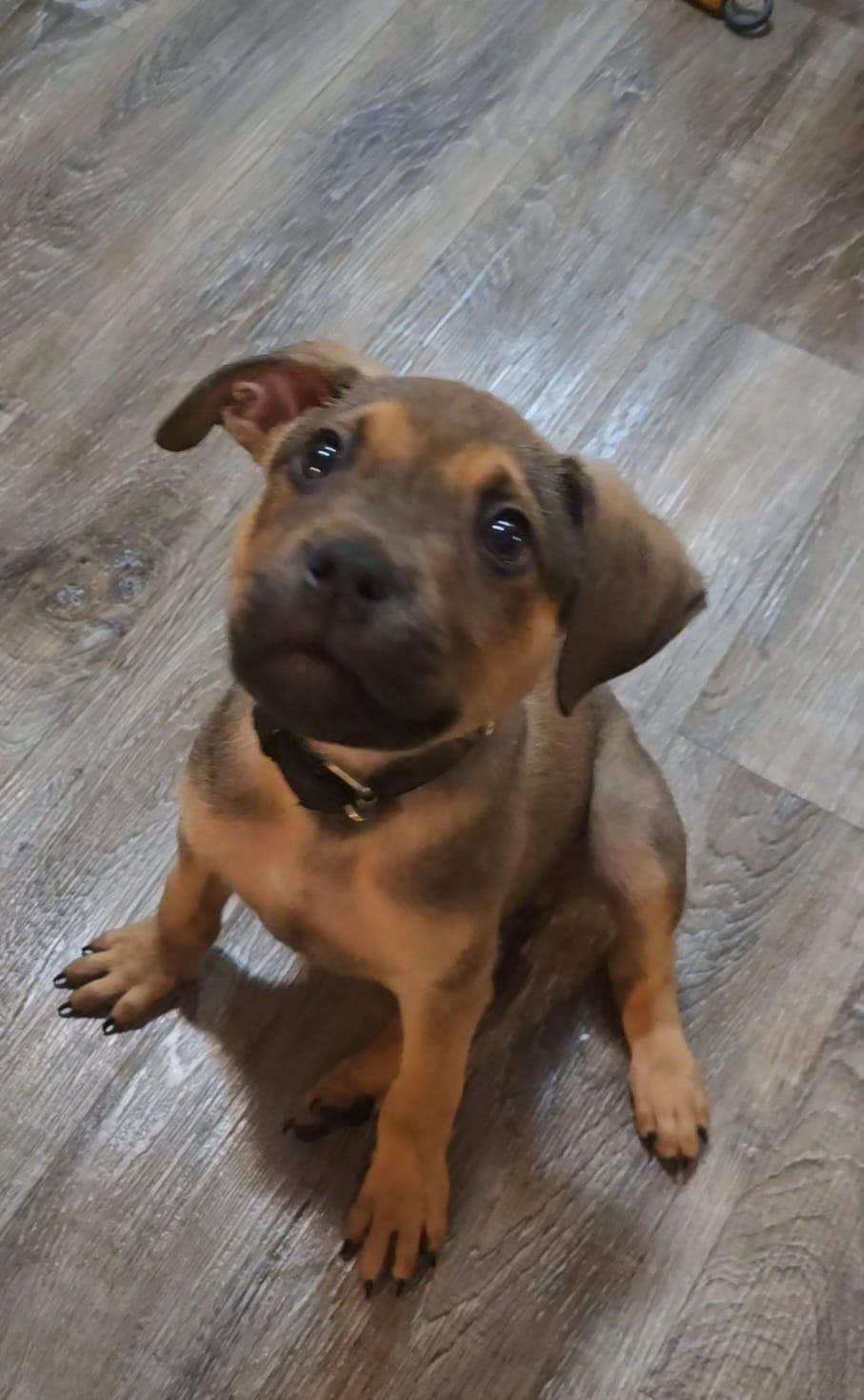 Patron, a Adoptable mixed breed in Oakville, ON image 1/2