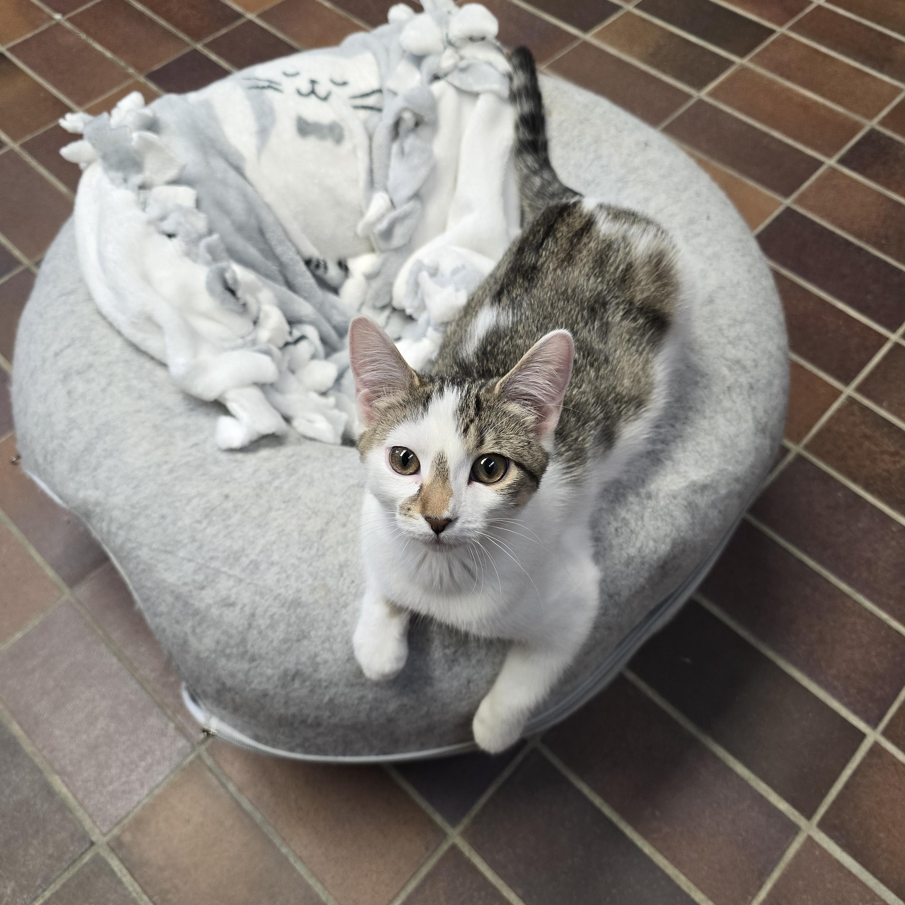 Enlarge Celeste, a ADOPTABLE Domestic Short Hair in Des Moines, IA image 3/3