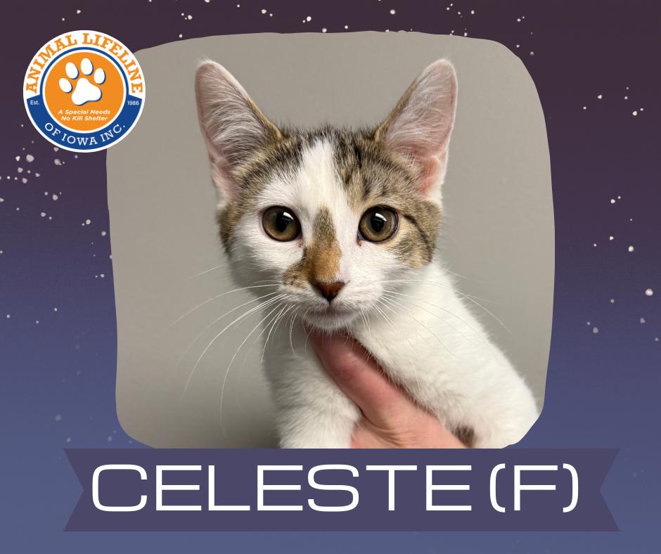 Celeste, ADOPTABLE, Kitten Female Domestic Short Hair.