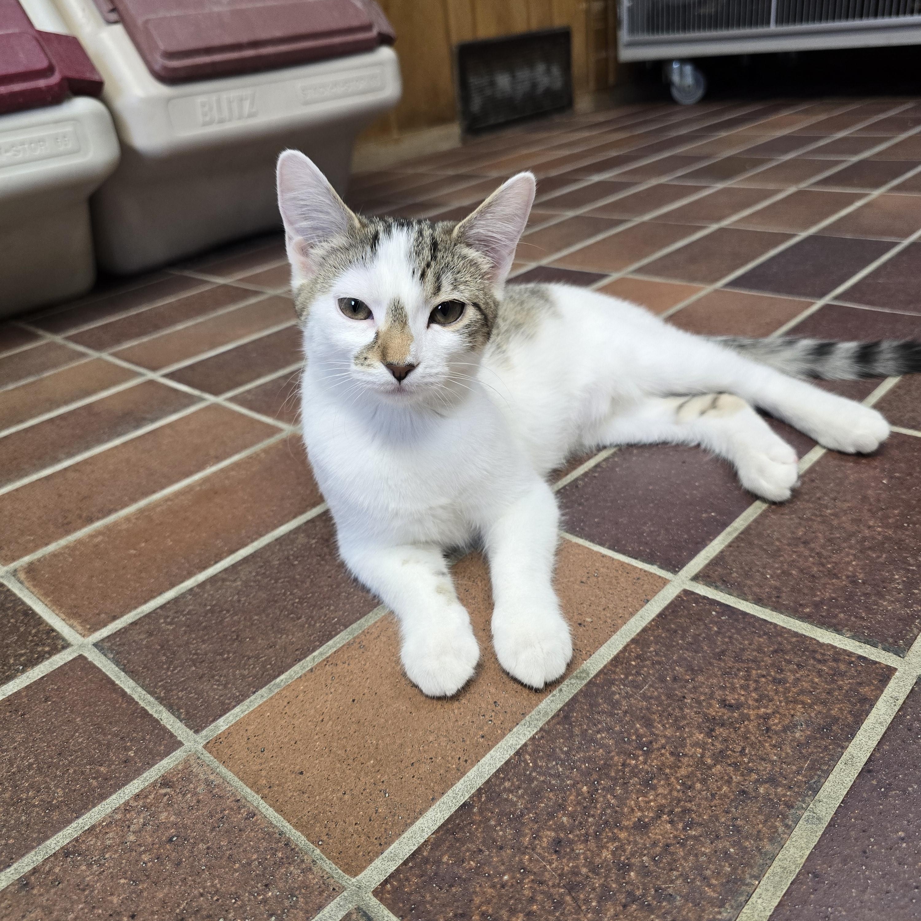 Enlarge Celeste, a ADOPTABLE Domestic Short Hair in Des Moines, IA image 2/3
