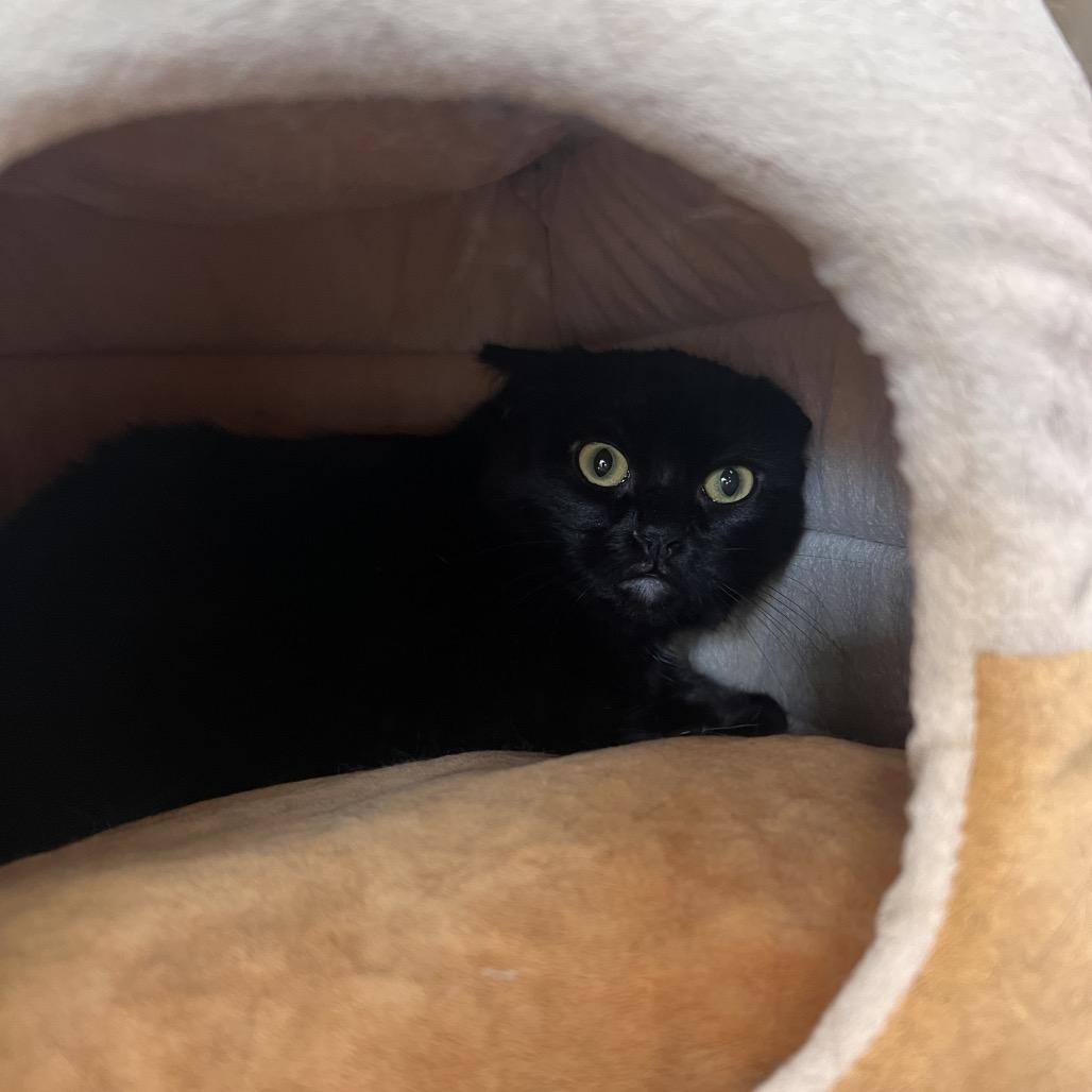 Tempest, Adoptable, Young Female Domestic Short Hair.