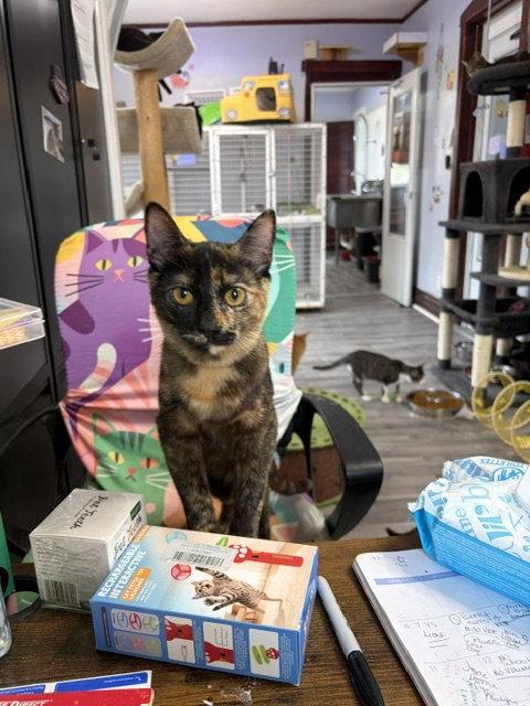Katze, Adoptable, Adult Female Tortoiseshell.