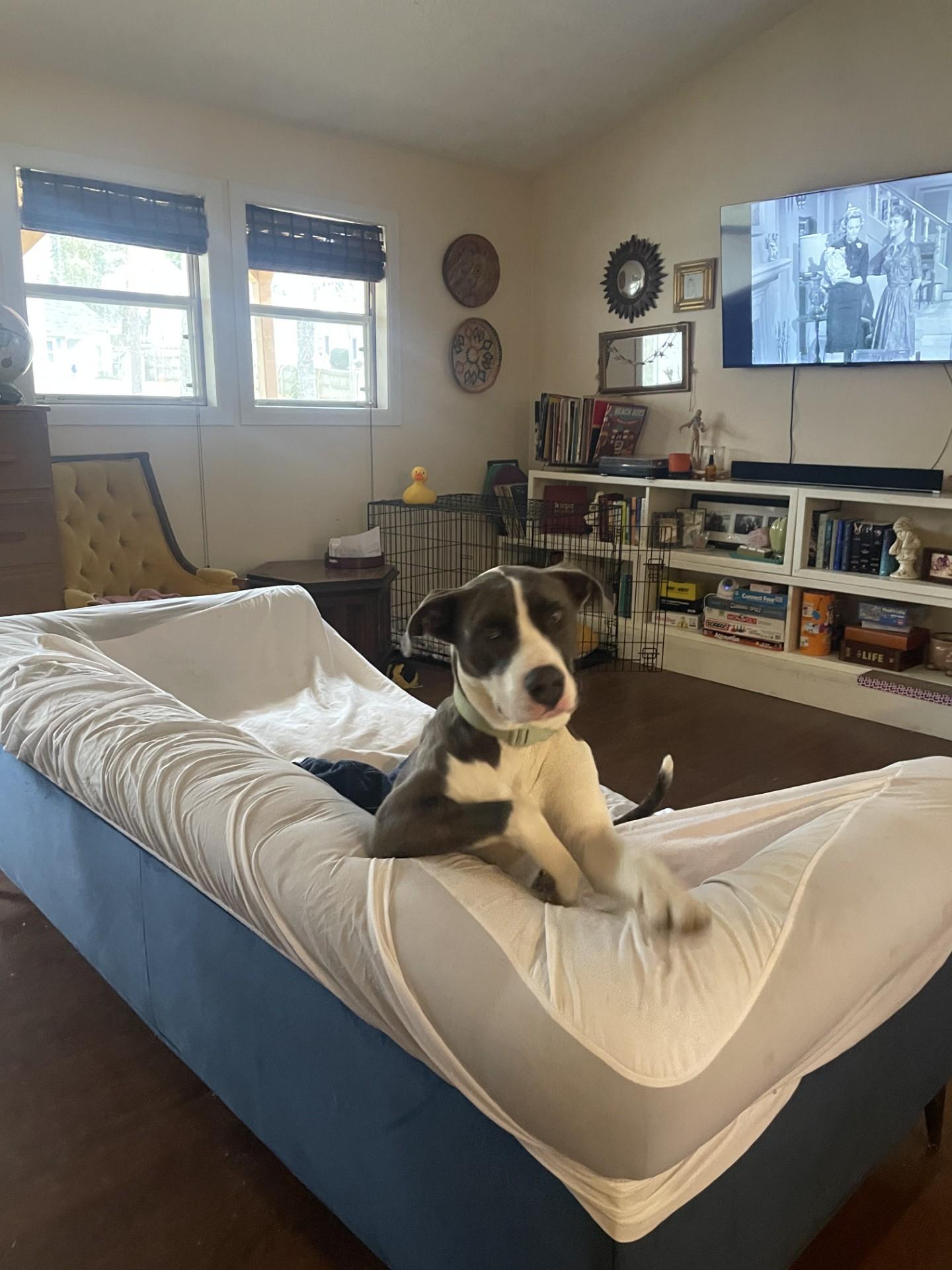 Enlarge Goose, an adopted mixed breed in Duluth, GA image 3/4