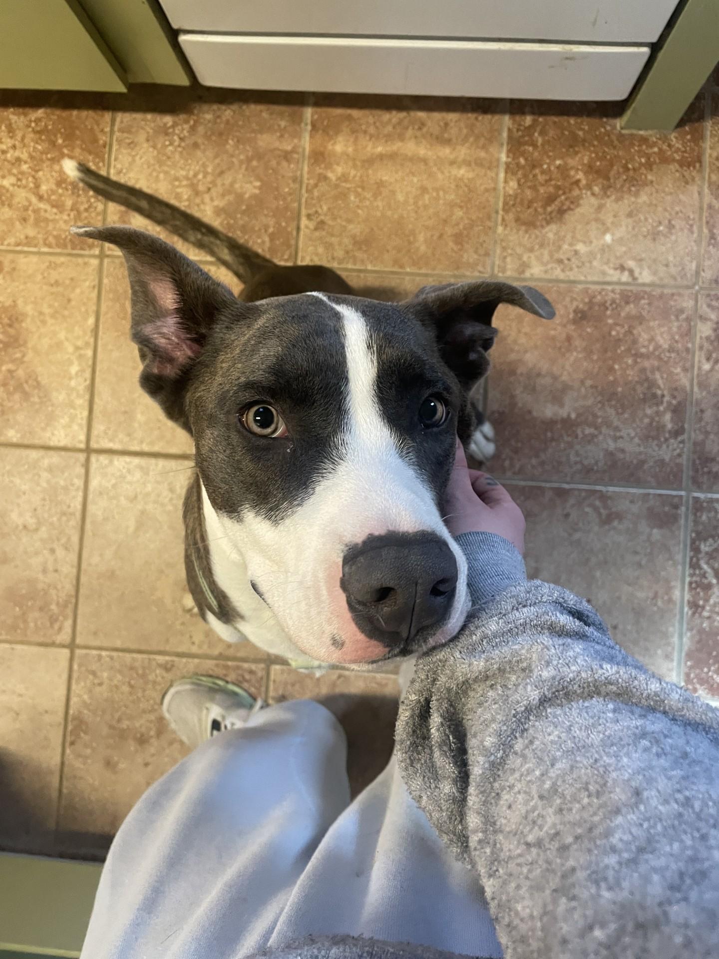 Goose, adopted, Puppy Male Great Dane & Pit Bull Terrier.