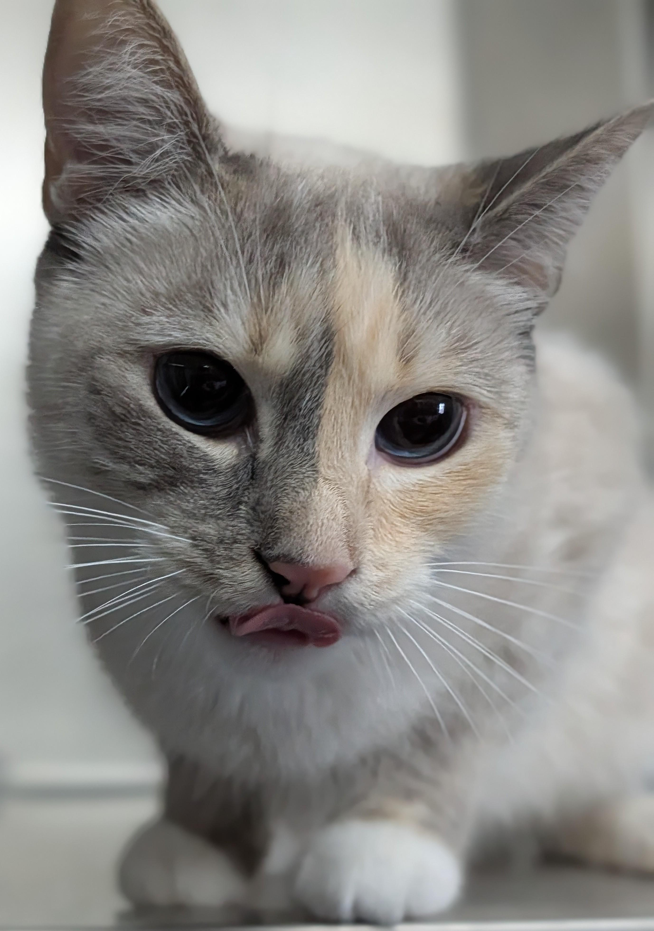 Snowflake, a Adoptable mixed breed in Plainfield, NJ image 1/2