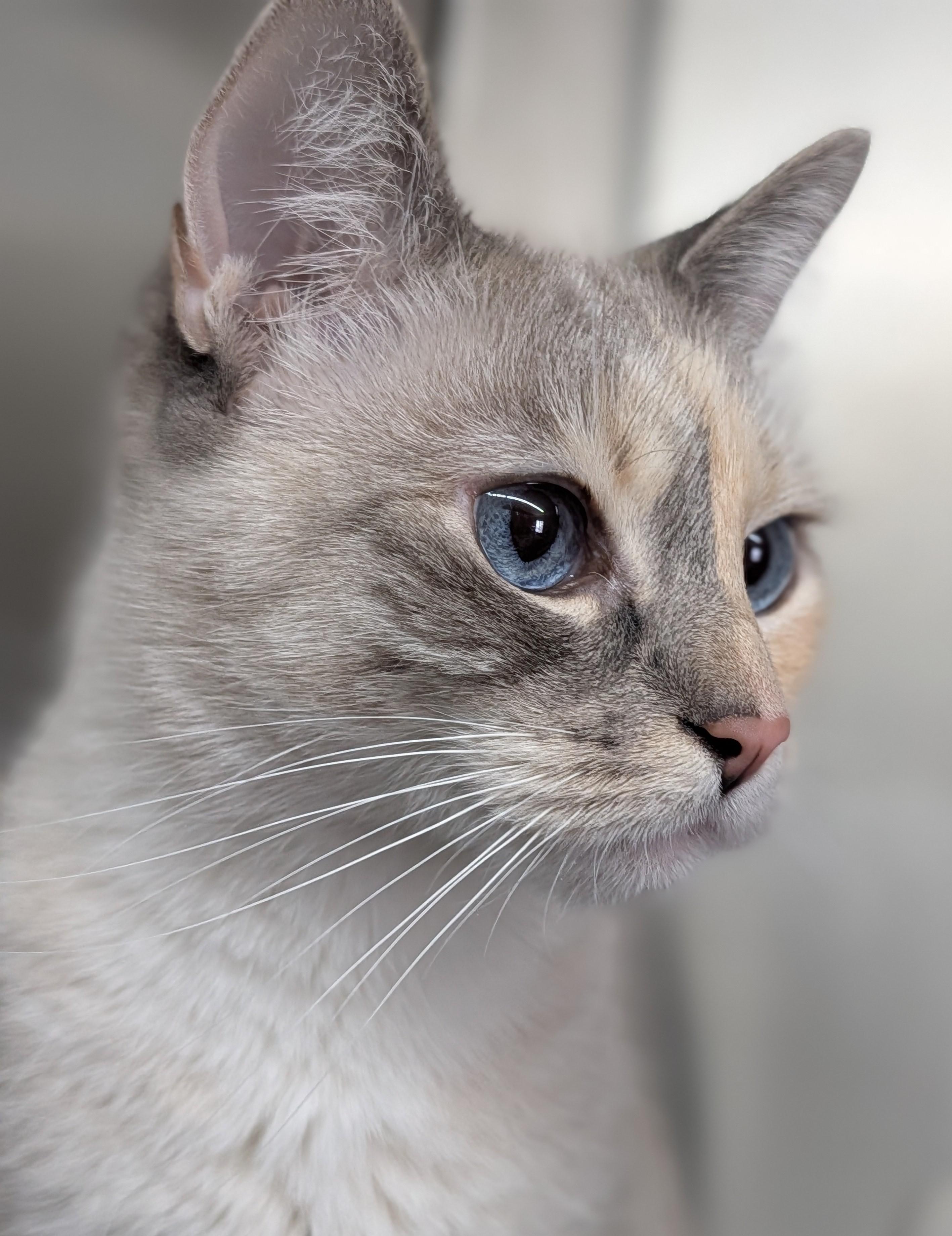 Snowflake, a Adoptable mixed breed in Plainfield, NJ image 2/2