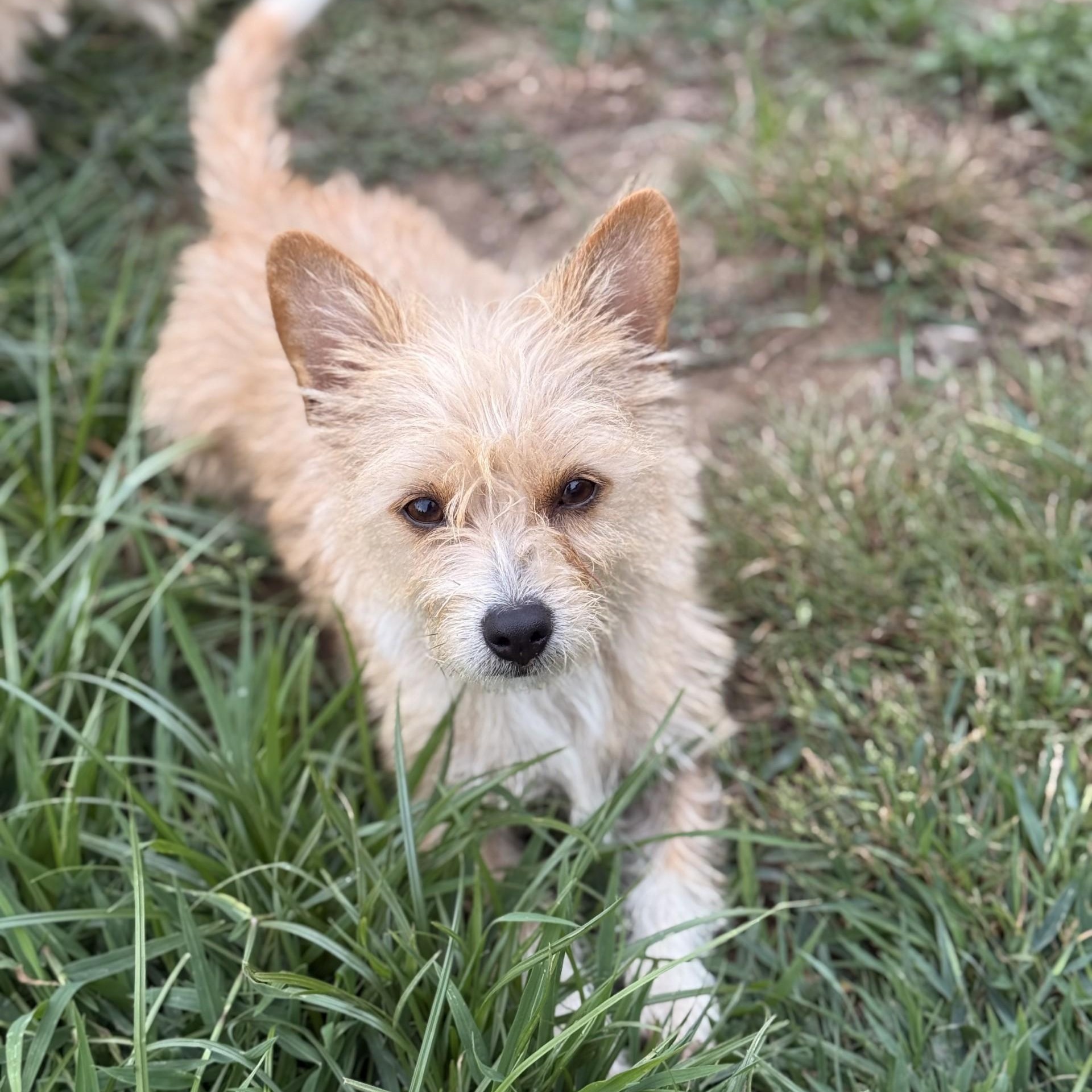 Enlarge Naana, an adoptable Chorkie in modesto, CA image 2/6