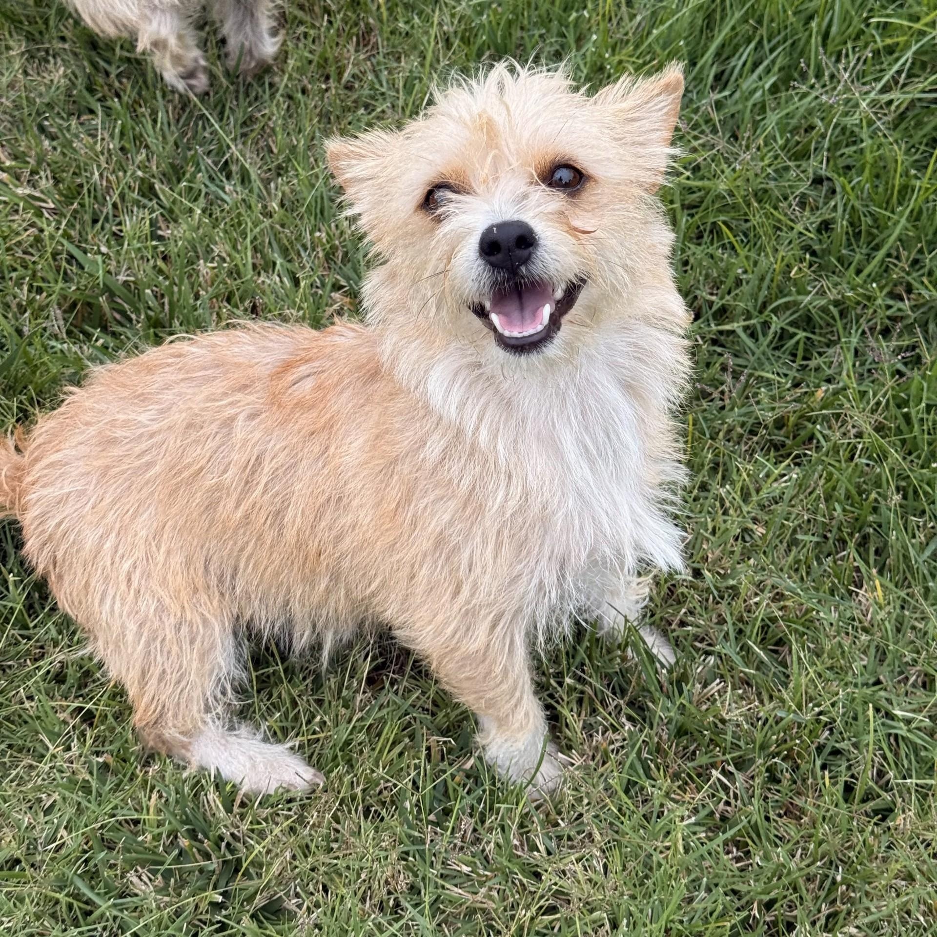 Enlarge Naana, an adoptable Chorkie in modesto, CA image 3/6