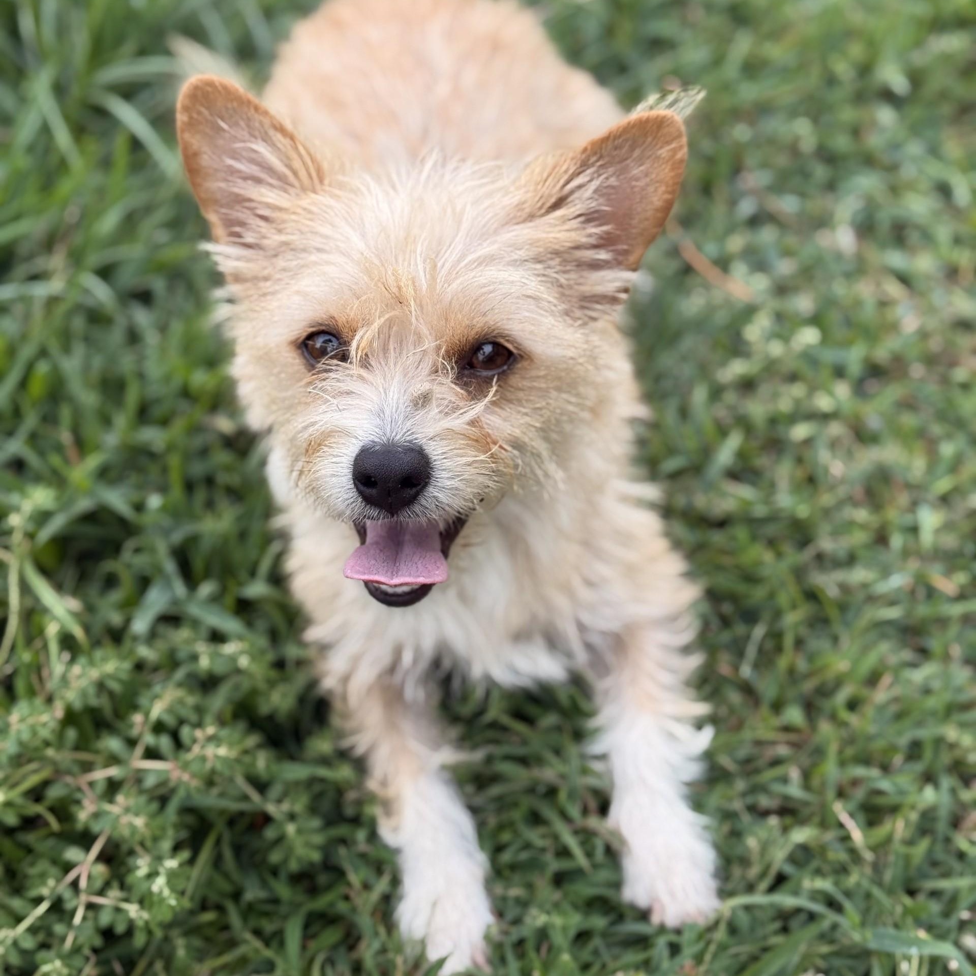 Enlarge Naana, an adoptable Chorkie in modesto, CA image 4/6